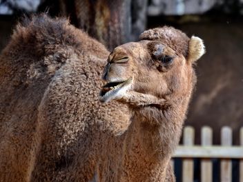 dromedary on farm - image #329039 gratis